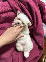 Puppy 5, a female Maltese for sale in Orlando, FL – 2 of 7