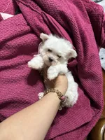 Puppy 5, a female Maltese for sale in Orlando, FL – 4 of 7