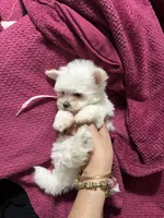 Puppy 5, a female Maltese for sale in Orlando, FL – 7 of 7