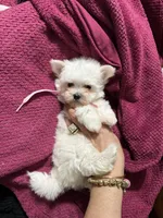 Puppy 5, a female Maltese for sale in Orlando, FL – 6 of 7
