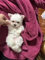 Puppy 5, a female Maltese for sale in Orlando, FL – 3 of 7