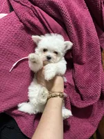 Puppy 5, a female Maltese for sale in Orlando, FL – 1 of 7