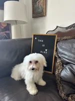 Puppy 1, a male Maltese for sale in Orlando, FL – 7 of 8