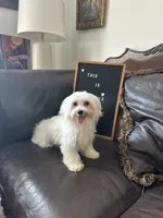 Puppy 1, a male Maltese for sale in Orlando, FL – 5 of 8