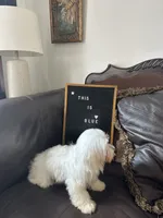 Puppy 1, a male Maltese for sale in Orlando, FL – 4 of 8
