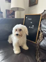 Puppy 1, a male Maltese for sale in Orlando, FL – 6 of 8