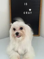 Puppy 3, a male Maltese for sale in Orlando, FL – 5 of 8