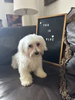 Puppy 1, a male Maltese for sale in Orlando, FL – 2 of 8