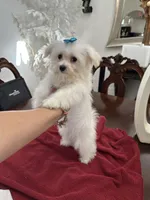 Puppy 5, a female Maltese for sale in Orlando, FL – 2 of 5