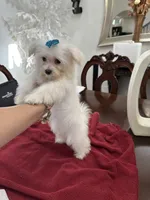 Puppy 5, a female Maltese for sale in Orlando, FL – 5 of 5