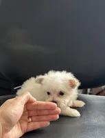 Puppy 1, a male Maltese for sale in Orlando, FL – Photo 3 of 3