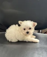 Puppy 1, a male Maltese for sale in Orlando, FL – Photo 2 of 3