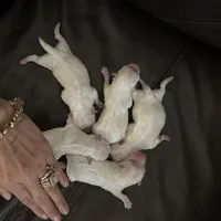 Puppy 1, a male Maltese for sale in Orlando, FL – Photo 1 of 3