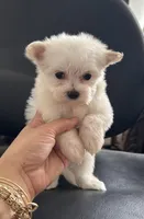 Puppy 1, a male Maltese for sale in Orlando, FL – Photo 6 of 8