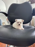 Puppy 1, a male Maltese for sale in Orlando, FL – Photo 4 of 8