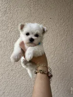 Puppy 1, a male Maltese for sale in Orlando, FL – Photo 5 of 8