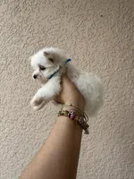 Puppy 1, a male Maltese for sale in Orlando, FL – Photo 8 of 8