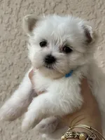 Puppy 1, a male Maltese for sale in Orlando, FL – Photo 1 of 8