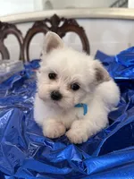 Puppy 1, a male Maltese for sale in Orlando, FL – Photo 2 of 8