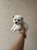 Puppy 1, a male Maltese for sale in Orlando, FL – Photo 7 of 8
