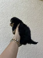 Negrita 1, a female Morkie for sale in Orlando, FL – 4 of 8