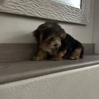 Oreo, a male Morkie for sale in Orlando, FL – Photo 8 of 8