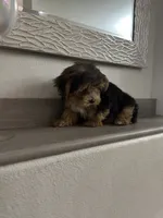 Oreo, a male Morkie for sale in Orlando, FL – Photo 8 of 8