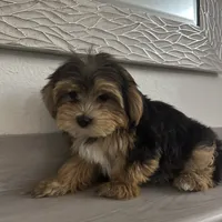 Oreo, a male Morkie for sale in Orlando, FL – Photo 5 of 8