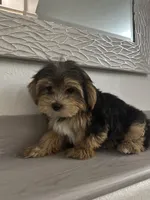 Oreo, a male Morkie for sale in Orlando, FL – Photo 5 of 8