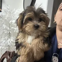 Oreo, a male Morkie for sale in Orlando, FL – Photo 6 of 8