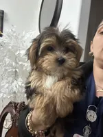 Oreo, a male Morkie for sale in Orlando, FL – Photo 6 of 8