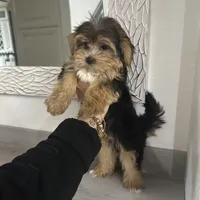 Oreo, a male Morkie for sale in Orlando, FL – Photo 2 of 8