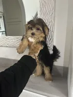 Oreo, a male Morkie for sale in Orlando, FL – Photo 2 of 8