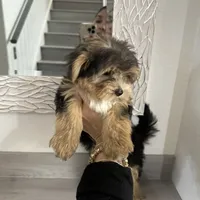 Oreo, a male Morkie for sale in Orlando, FL – Photo 3 of 8