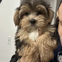 Oreo, a male Morkie for sale in Orlando, FL – Photo 1 of 8