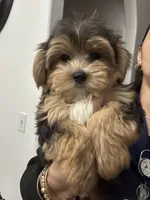 Oreo, a male Morkie for sale in Orlando, FL – Photo 1 of 8