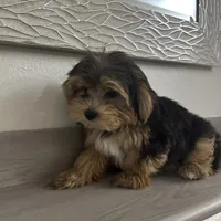 Oreo, a male Morkie for sale in Orlando, FL – Photo 4 of 8