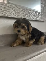 Oreo, a male Morkie for sale in Orlando, FL – Photo 4 of 8