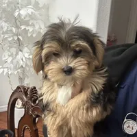 Oreo, a male Morkie for sale in Orlando, FL – Photo 7 of 8