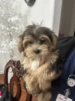 Oreo, a male Morkie for sale in Orlando, FL – Photo 7 of 8