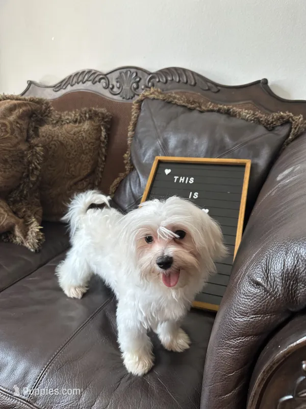 Puppy 2 – Maltese puppy for sale in Orlando, FL