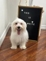 Puppy 4, a male Maltese for sale in Orlando, FL – 4 of 6