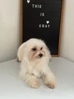 Puppy 3, a male Maltese for sale in Orlando, FL – 6 of 8