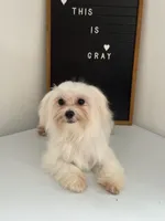 Puppy 3, a male Maltese for sale in Orlando, FL – 3 of 8