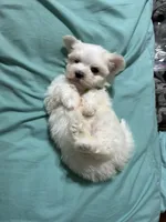 Puppy 8, a male Maltese for sale in Orlando, FL – Photo 5 of 7