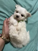 Puppy 8, a male Maltese for sale in Orlando, FL – Photo 3 of 7