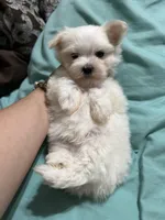Puppy 8, a male Maltese for sale in Orlando, FL – Photo 1 of 7