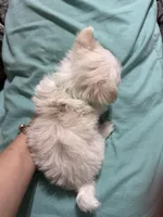 Puppy 8, a male Maltese for sale in Orlando, FL – Photo 6 of 7