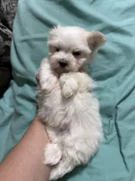 Puppy 8, a male Maltese for sale in Orlando, FL – Photo 4 of 7