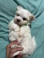 Puppy 8, a male Maltese for sale in Orlando, FL – Photo 7 of 7